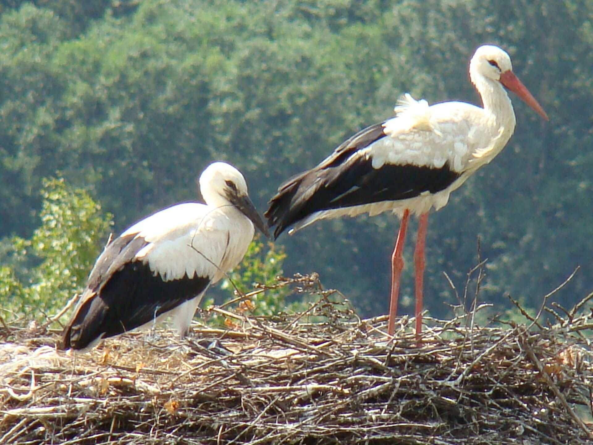 A white stork with a red beak standing in a big nest
